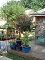 Deck and Red Crepe Myrtle